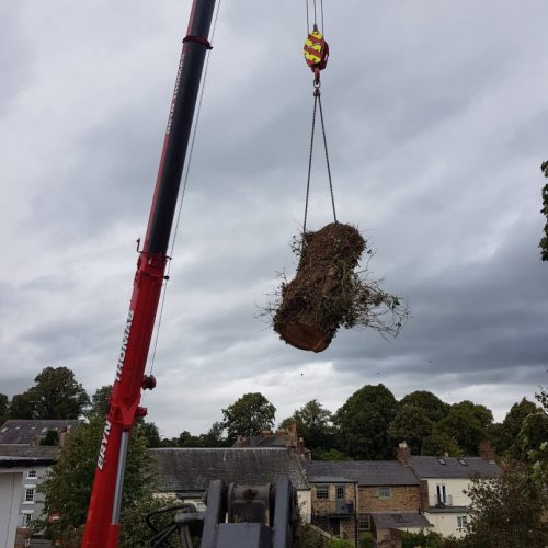 Hardings tree services