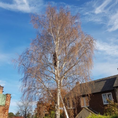 Crown reduction - before