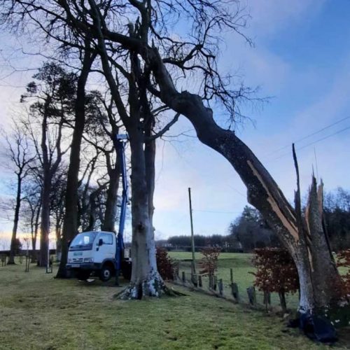 hardings tree services