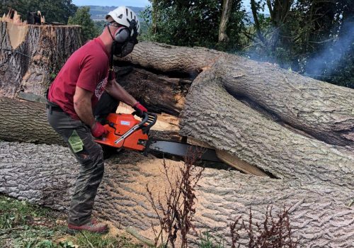 hardings-tree-services-20240119-WA00133
